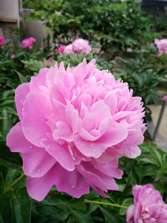 芍药只长叶子没有花苞怎么办,芍药只长叶不开花用什么肥