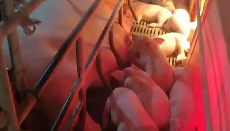 怎么让仔猪很快学会吃料,有什么办法让母猪喂小猪吃奶