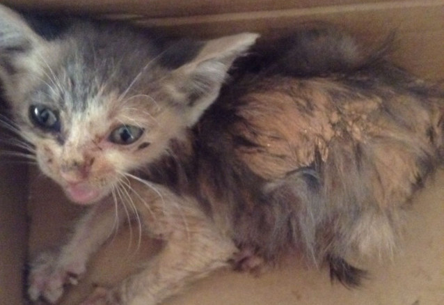 养猫技巧猫咪生活小常识猫咪饮食,如何让猫咪作息时间跟铲屎官一致