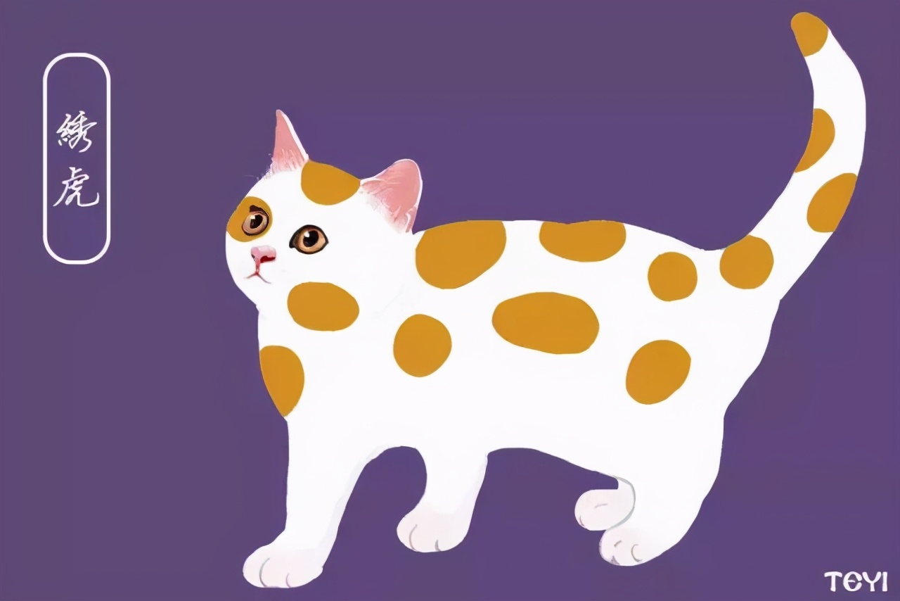 中华田园猫的品种介绍和图片大全,常见中华田园猫品种名称