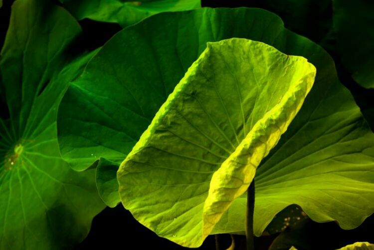 荷叶田田垂柳依依,荷叶田田杨柳依依