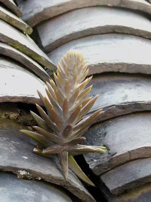 有药用价值的多肉植物图片,多肉植物有什么药用功效吗