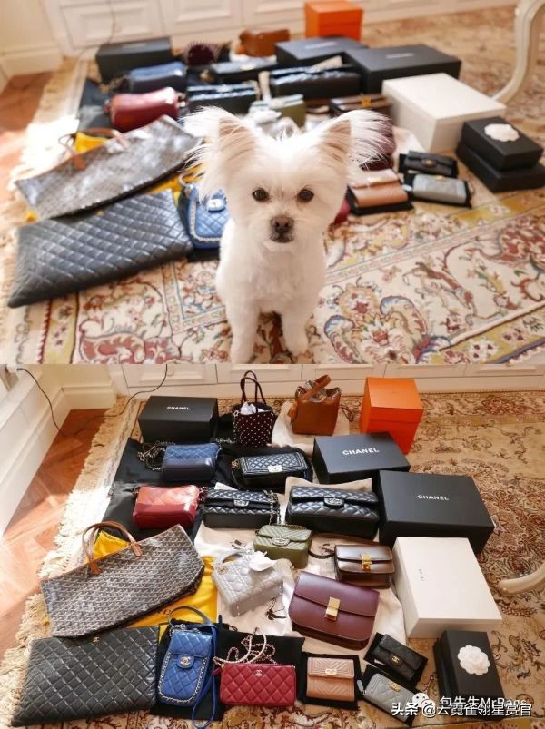 超好看的宠物包,好看又大的宠物包