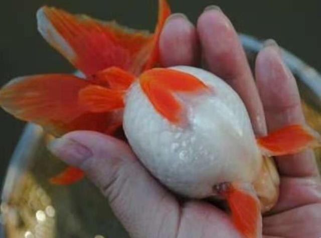 什么观赏鱼最便宜又好养,几种观赏鱼