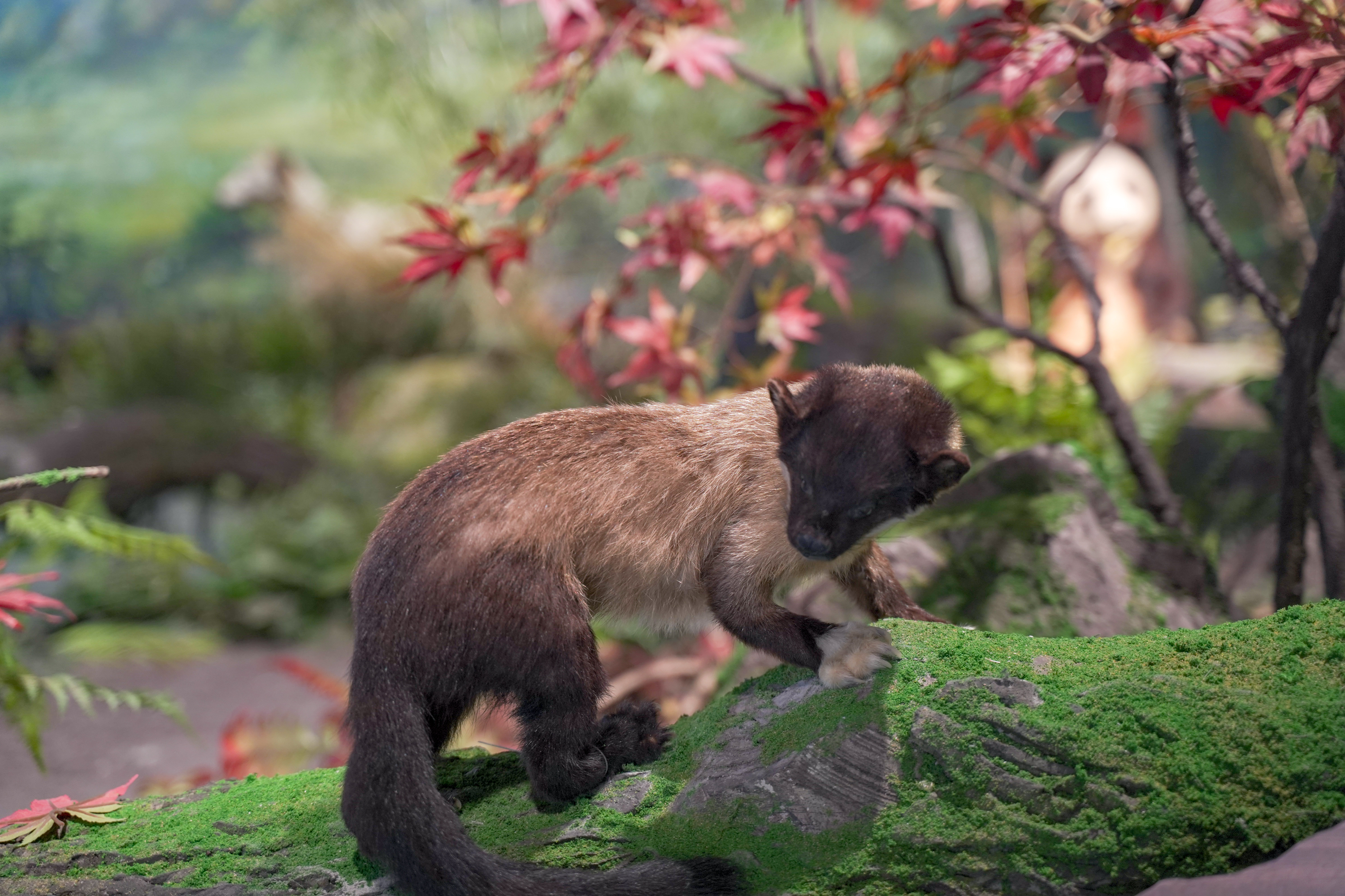 成华区大熊猫基地现在还可以去吗,成华区除了大熊猫还有什么好玩的