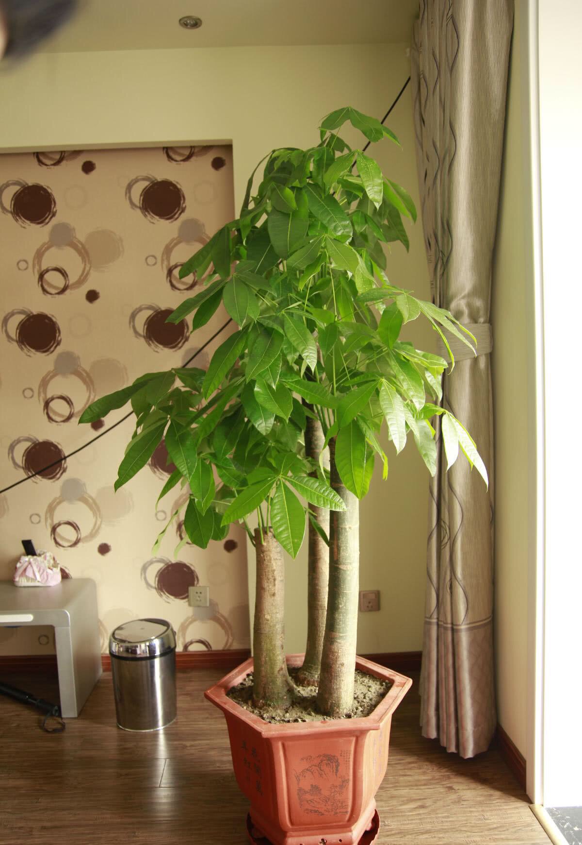 发财树黄叶多严重怎么处理,发财树黄叶怎么补救最佳方法