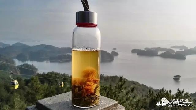 期待兰花香,再谈鸠坑群体种老茶园