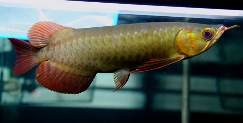 小龙鱼疾病,龙鱼突发疾病