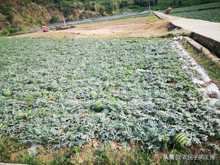 种的西瓜不结果怎么办,西瓜怎么样才能增甜膨果快