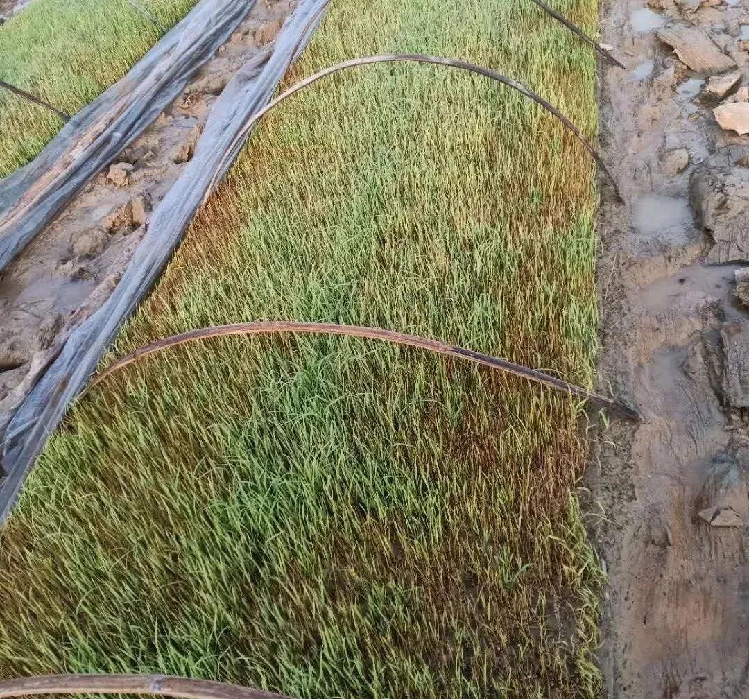 倒春寒死苗怎么治,倒春寒农作物受灾