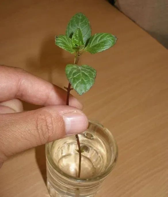 薄荷怎么扦插水培,薄荷好养吗怎么养