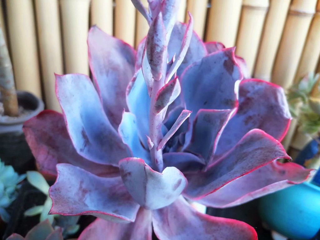 多肉晒伤后怎么处理,多肉被晒伤了怎么补救