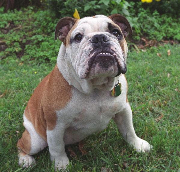 英国斗牛犬体臭味太大怎么办,英国斗牛犬泪痕严重