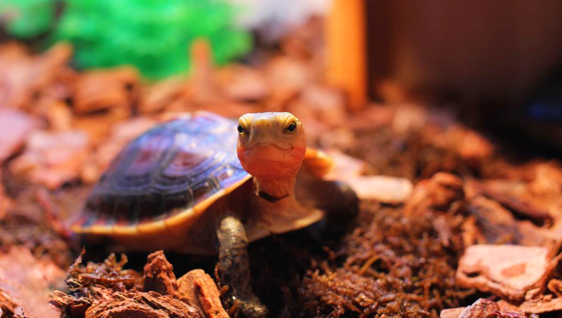 黄缘龟闭壳怎么办,黄缘闭壳龟经营方法