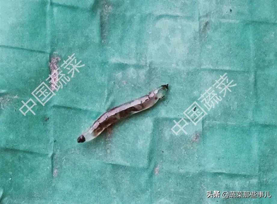 刚种的西瓜苗蔫了怎么回事,刚出土的西瓜苗发黄什么原因