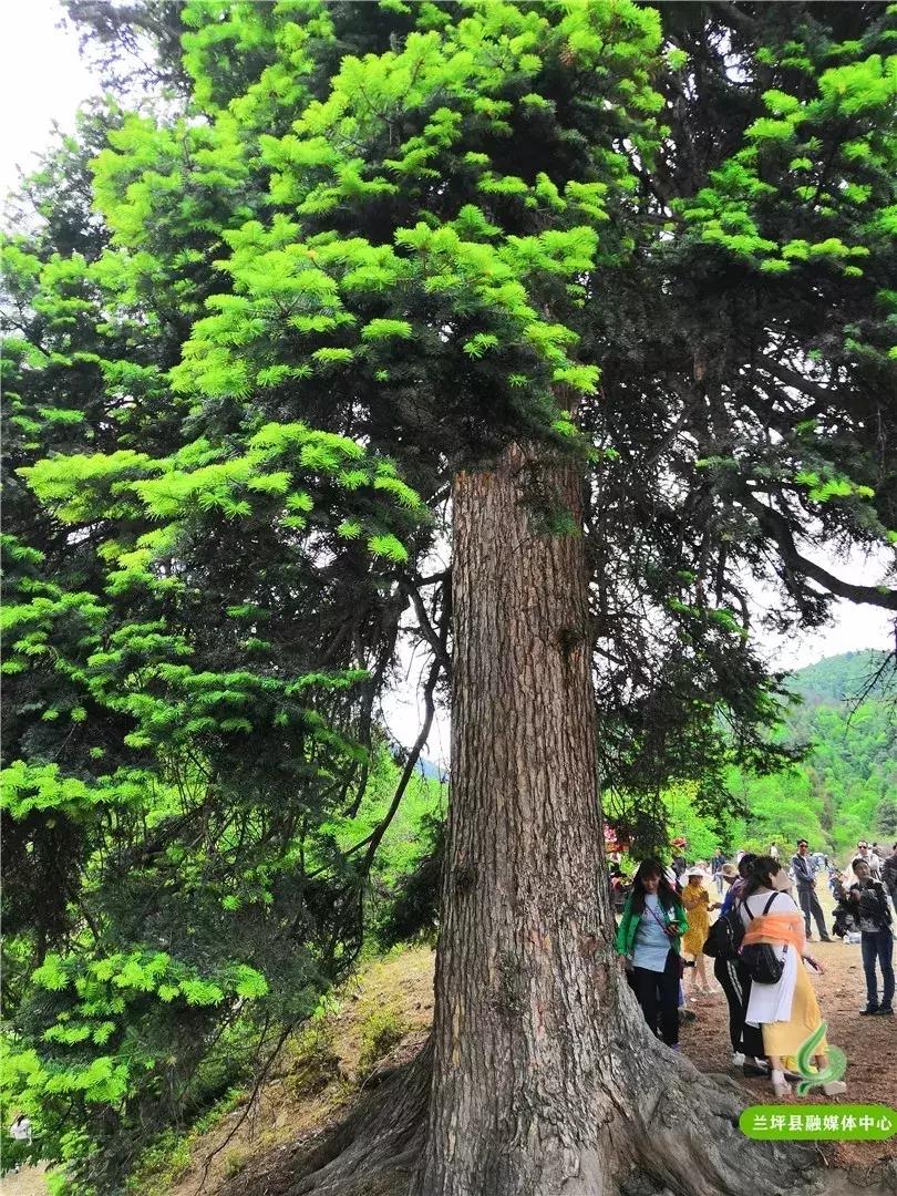 去兰坪旅游值得逛的地方,去了一次就喜欢的城市