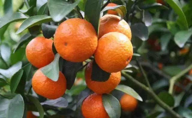 柑橘各生长期需求元素,柑橘富含的微量元素分别有什么用