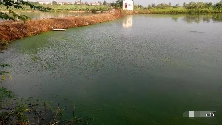 养殖塘水锈,养殖水有锈