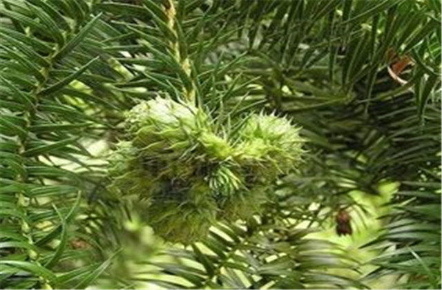 杉木有虫怎么防治,杉木虫害图片