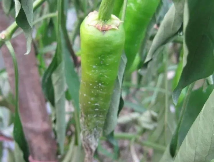 线辣椒的管理与病害的防治,春雷霉素防治辣椒病害倍数