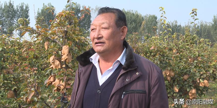 千亩晚秋黄梨图片,原阳县晚秋黄梨