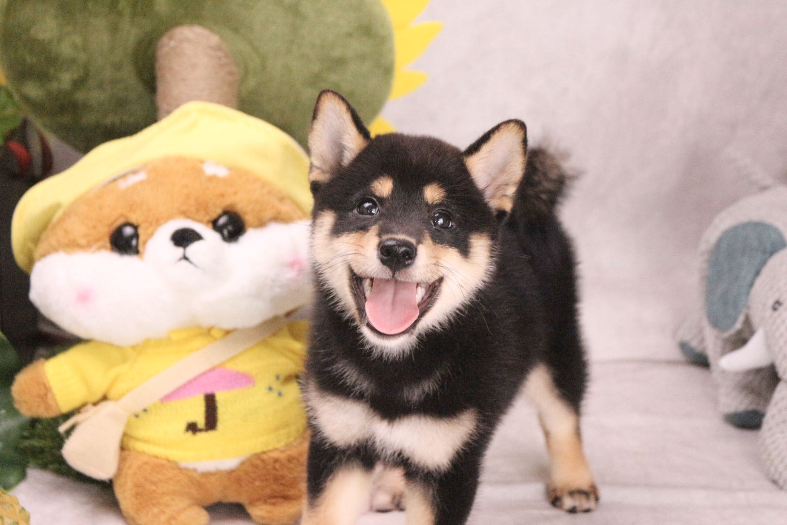 1688上批发几千件1块多钱靠谱吗,1688买狗