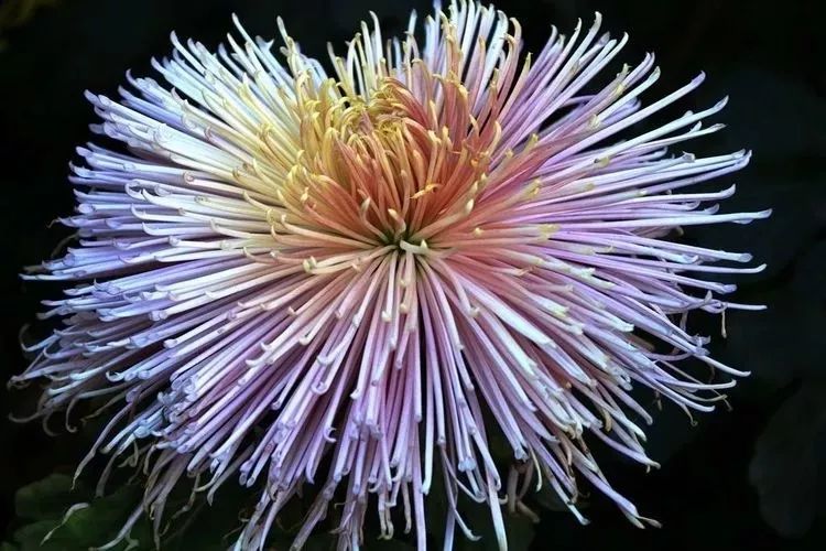 花中四君子菊花,花中四君子菊花的简介