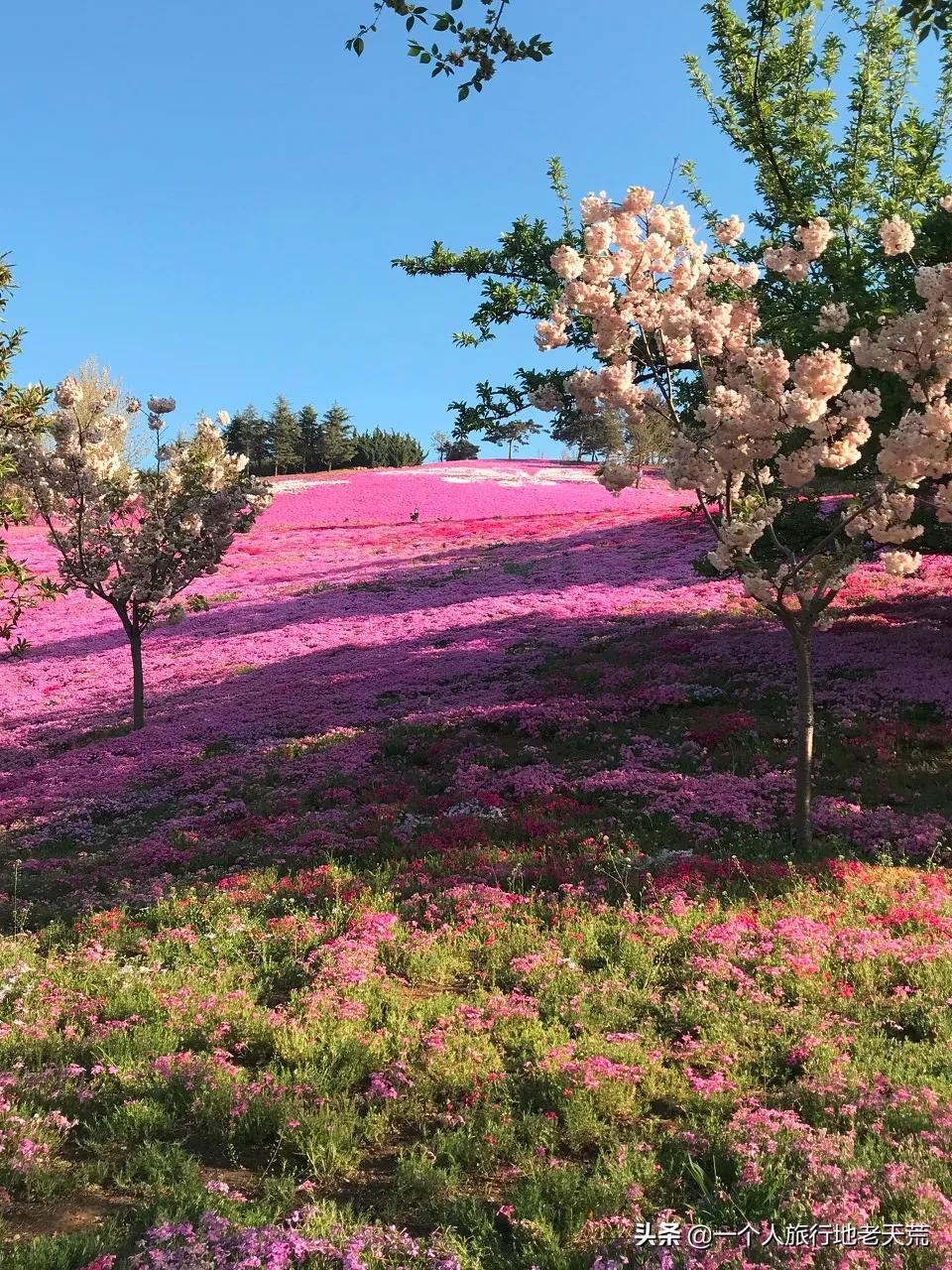 北方这座海滨老城，樱花不输日本，浪漫更胜巴黎