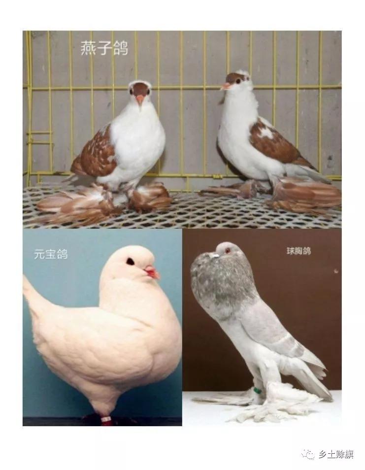 赊店鸽事之四鸽王末路