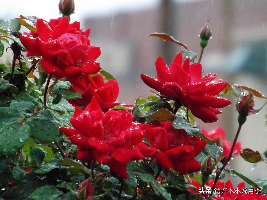 月季修剪后黑杆怎么处理,月季黑杆最好的治疗方法