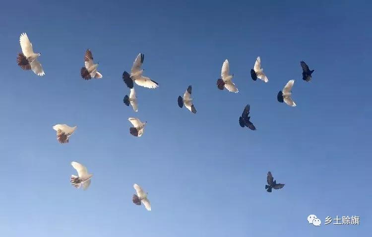 赊店鸽事之四鸽王末路