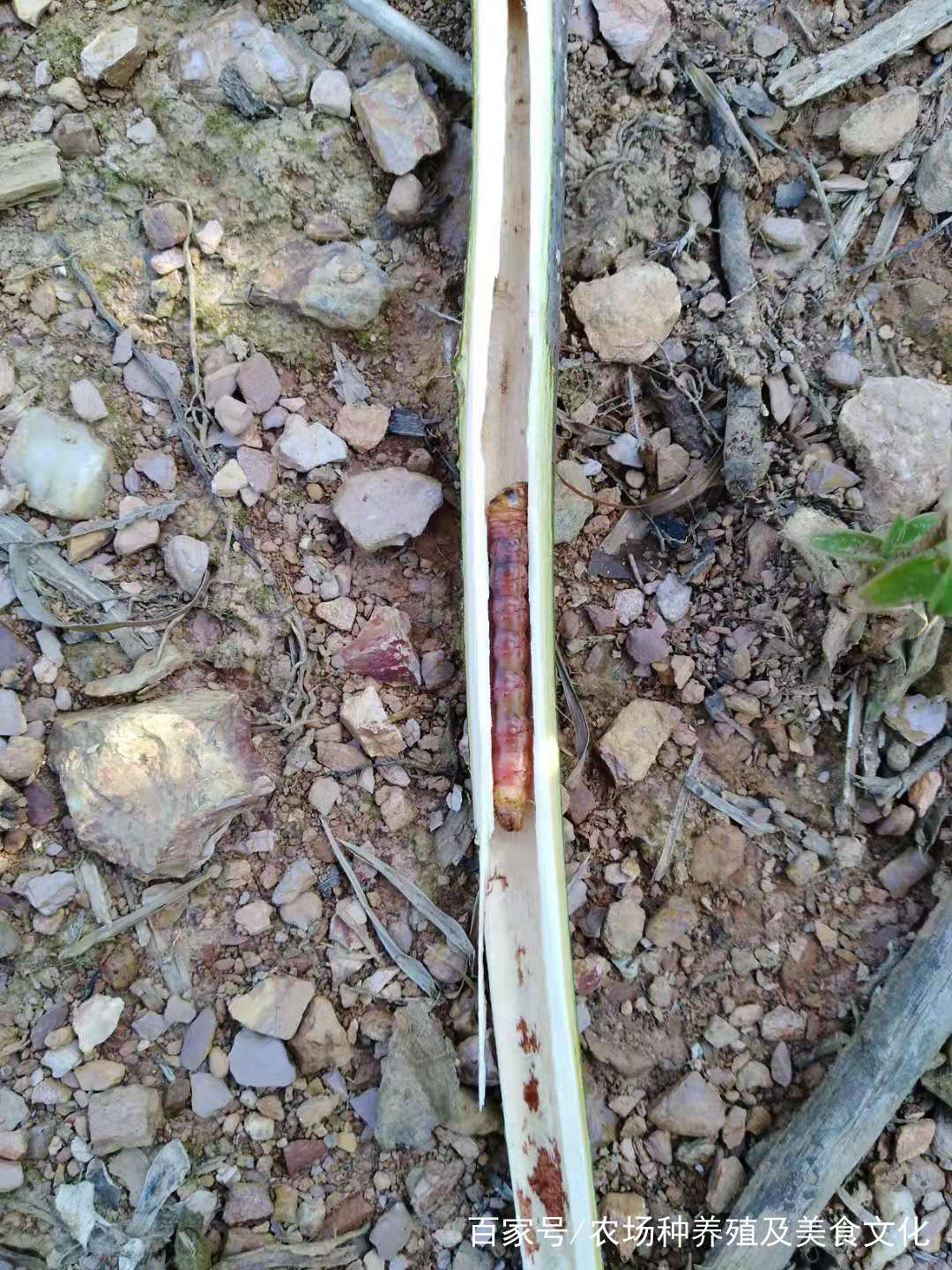 苹果树天牛危害视频,天牛种类危害情况