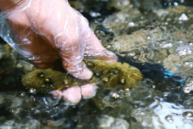 航母海鲜自助,陆家嘴自助帝王蟹
