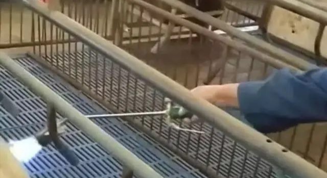 《抗非瘟战略如何布置，分期治疗是关键》——深度剖析