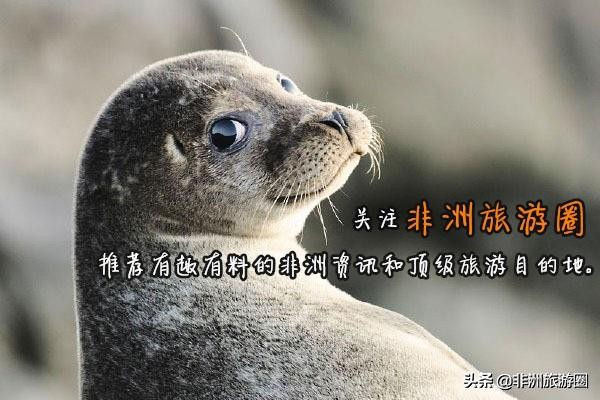 非洲女装大佬坐拥24个男朋友，有领导说看见他必须就地逮捕正法