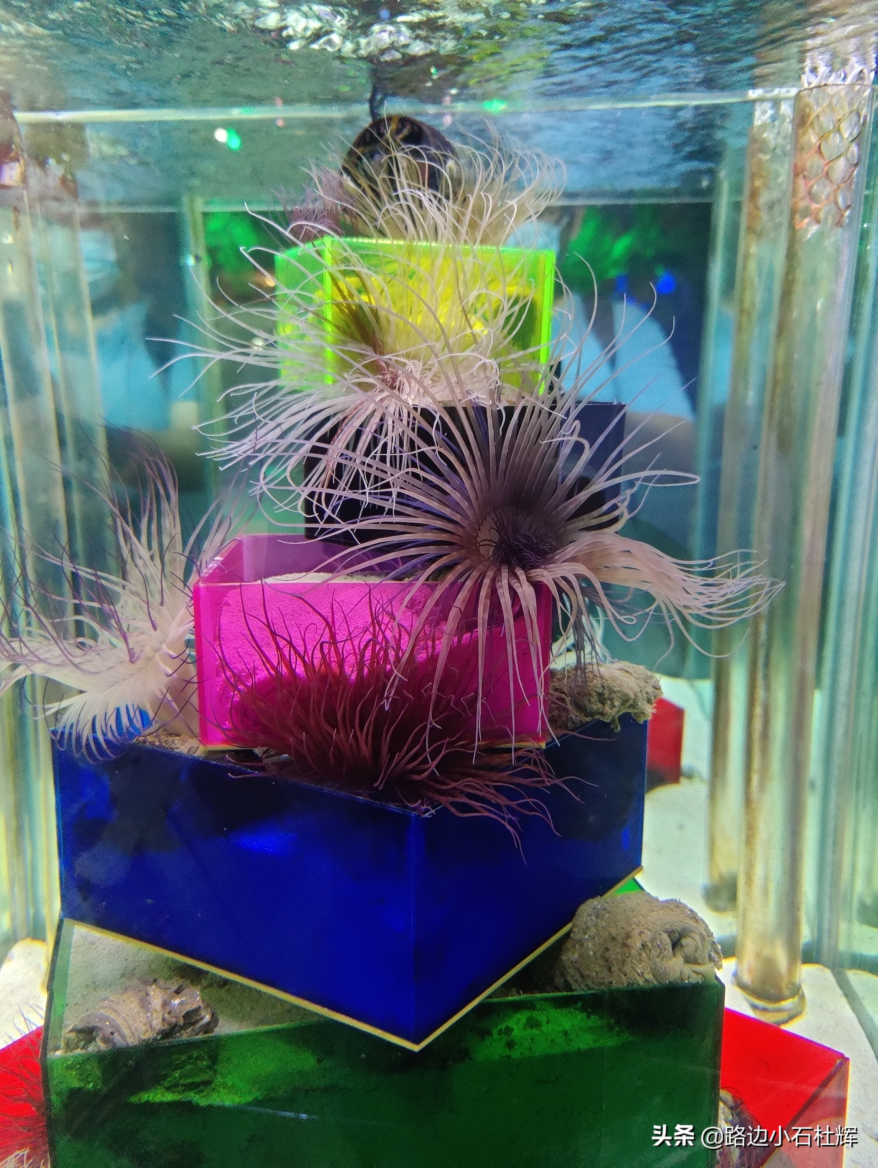 北京海洋馆海底世界和动物园攻略,游北京动物园海洋馆