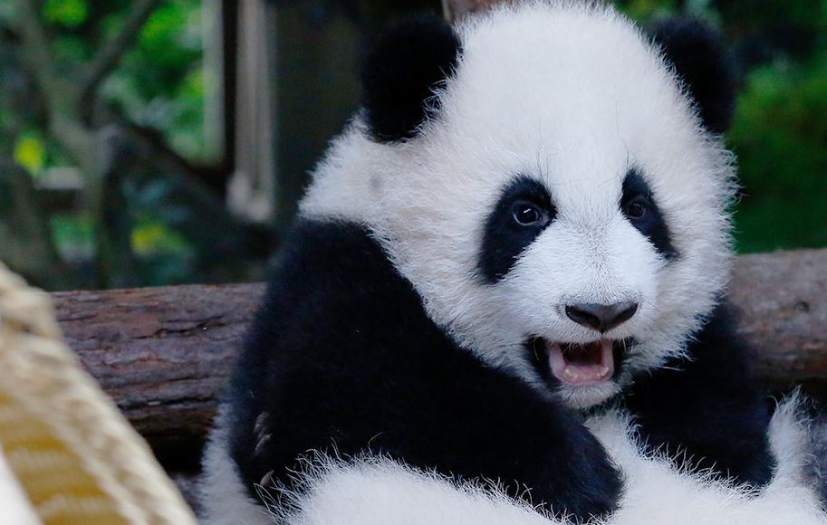 外国人到底有多喜欢熊猫啊,外国人真的很爱熊猫吗