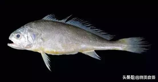 曾是四大海产之一,靠叫声互相识别,却被人类用噪声团灭