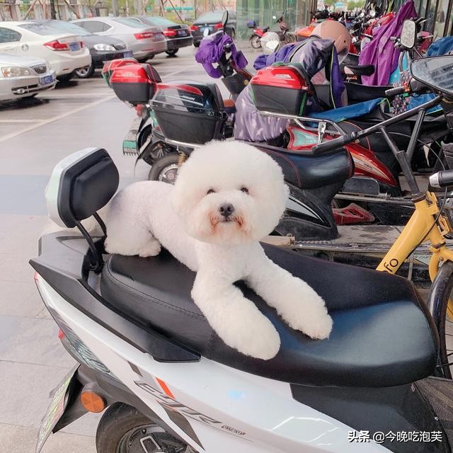 养比熊犬可以治疗抑郁症吗,比熊犬生病有哪些表现