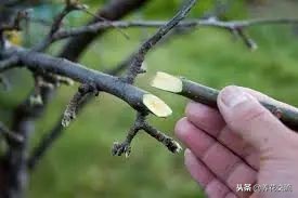 植物花卉嫁接需要用到的几个技巧,新手也能轻松学会