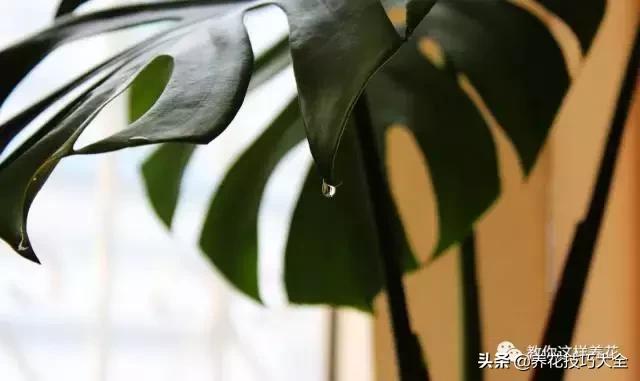绿萝吊兰怎么去甲醛,这4种花比吊兰绿萝好养