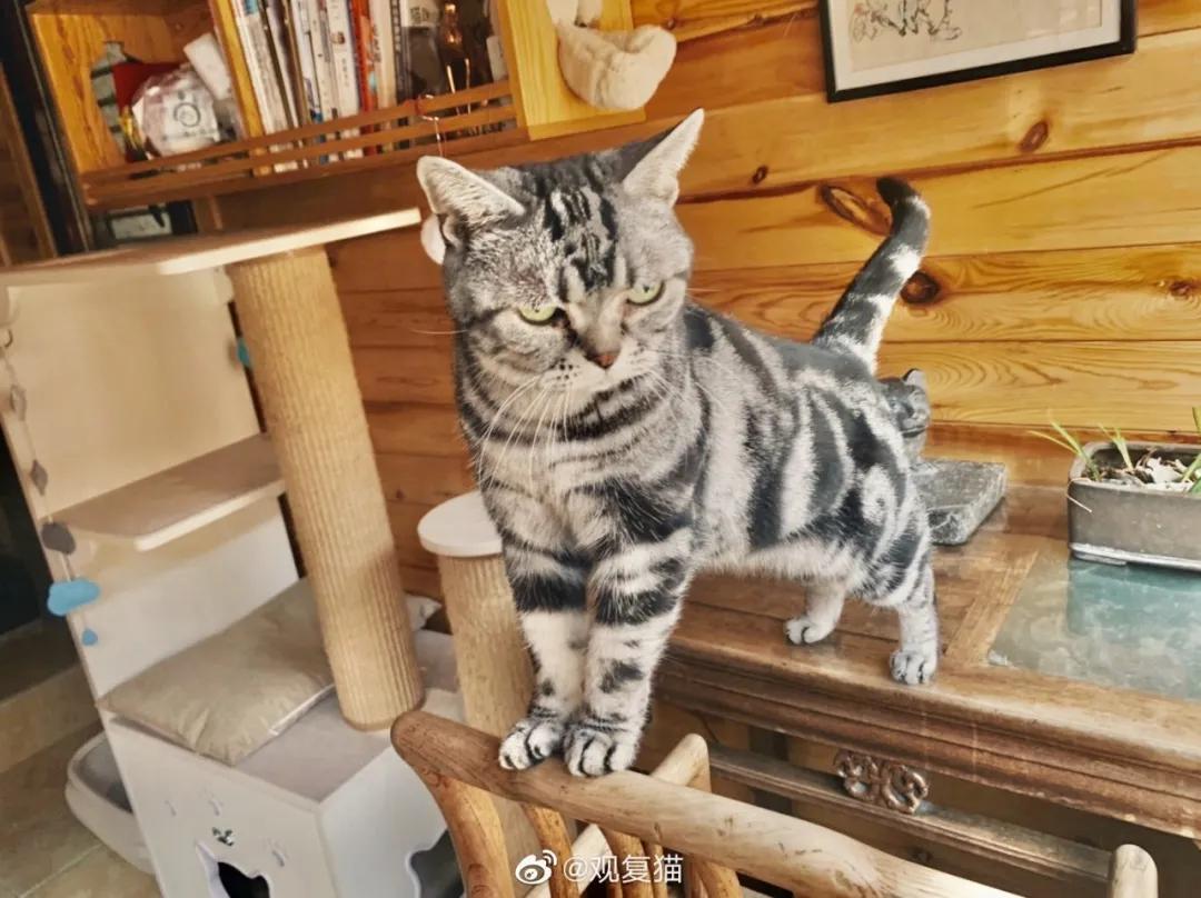 2019年掉缸事件,关于掉缸的事件