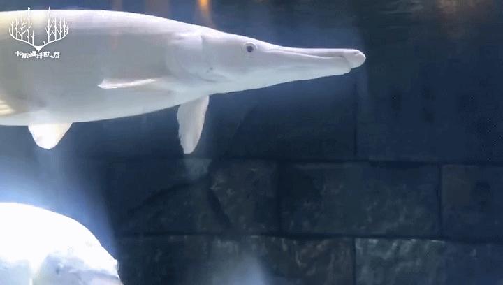 十大凶猛的淡水鱼鳄雀鳝,十大凶猛淡水鱼鳄雀鳝