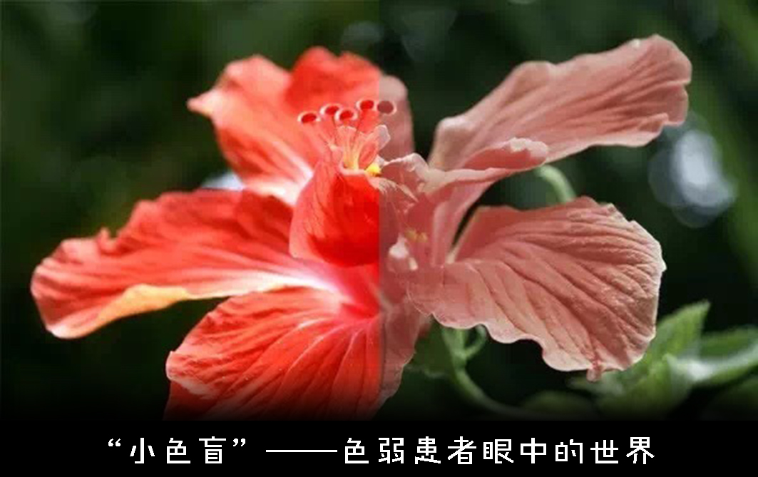 色盲悖论是什么，如何解释才能不留BUG？带你深入认识色盲