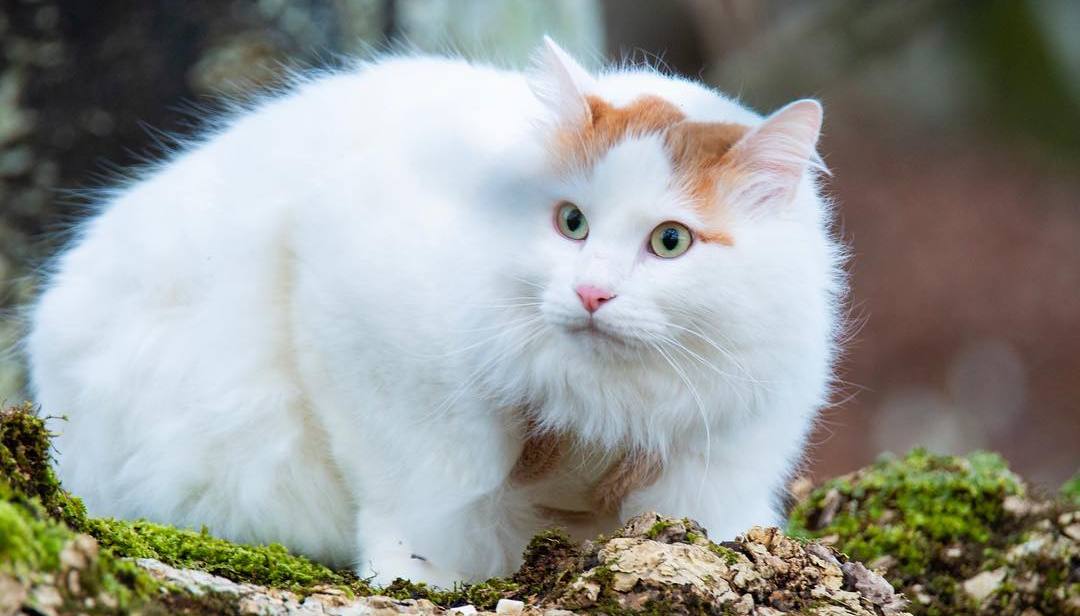 新手养猫必做筛查,新手养猫如何知道猫咪健康