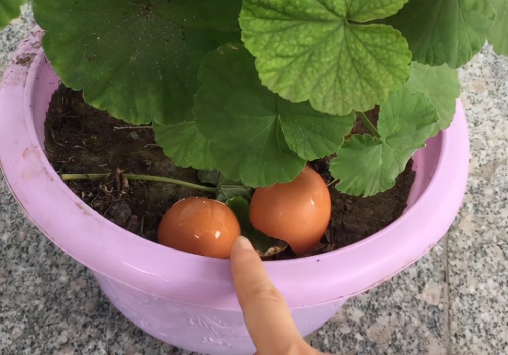 家庭养花的垃圾处理,垃圾养花有哪些好处