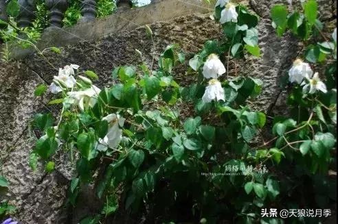 天气回暖虫害,天气渐暖虫害预防