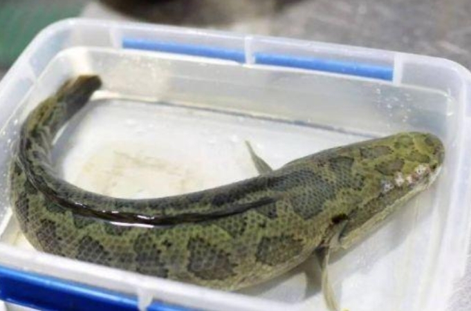 黑鱼各种钓法,黑鱼钓法技巧全攻略