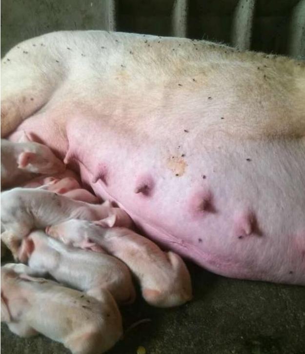 为啥母猪马上产仔了还没有奶水,母猪产后无乳喂什么下奶