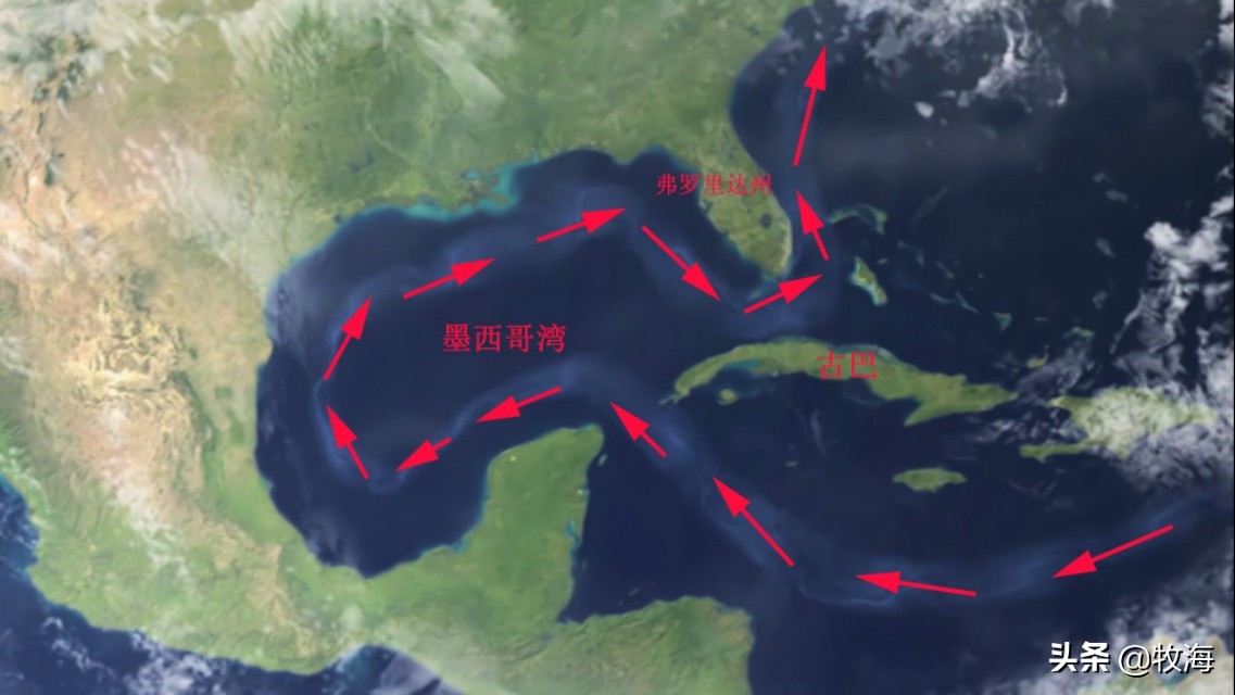 蓝鳍金枪鱼拍出天价,天价蓝鳍金枪鱼切割全过程